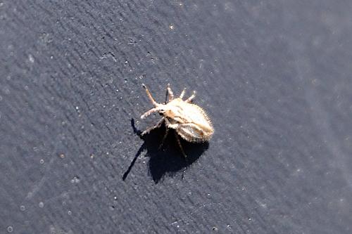 Réf. 258 422 : Lasiacantha sp.